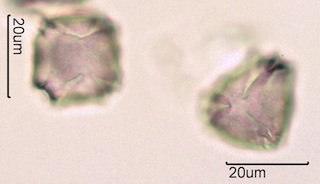 Blackberry Pollen Under the Microscope