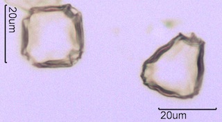 Blackberry Pollen Under the Microscope