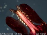 Blackeyed Tick Mouth