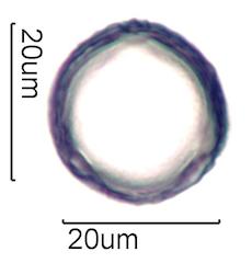 Pollen from Bleeding Heart (Lamprocapnos spectabilis) Under the Microscope