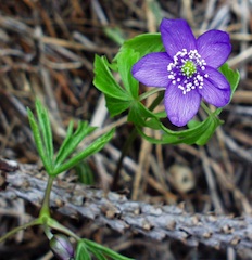 Blue Anemone (Anemone oregana)