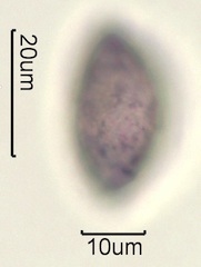 Australian Honey Pollen Under the Microscope