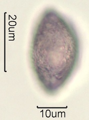 Australian Honey Pollen Under the Microscope
