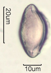 Australian Honey Pollen Under the Microscope