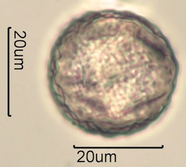 Australian Honey Pollen Under the Microscope