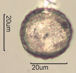 Australian Honey Pollen Under the Microscope