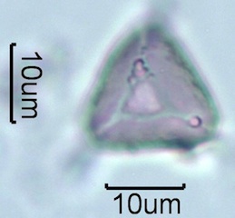 Myrtaceae (Blue Gum Eucalyptus) Pollen Under the Microscope
