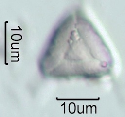 Myrtaceae (Blue Gum Eucalyptus) Pollen Under the Microscope
