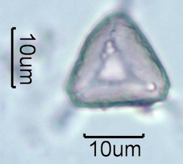 Myrtaceae (Blue Gum Eucalyptus) Pollen Under the Microscope
