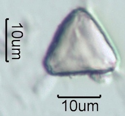 Myrtaceae (Blue Gum Eucalyptus) Pollen Under the Microscope