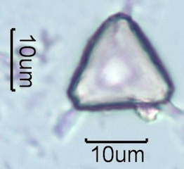 Myrtaceae (Blue Gum Eucalyptus) Pollen Under the Microscope