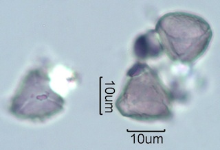 Myrtaceae (Blue Gum Eucalyptus) Pollen Under the Microscope