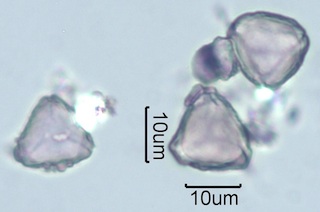 Myrtaceae (Blue Gum Eucalyptus) Pollen Under the Microscope