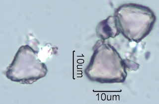 Myrtaceae (Blue Gum Eucalyptus) Pollen Under the Microscope