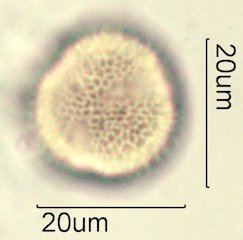 Washington State Honey Pollen