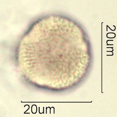 Washington State Honey Pollen