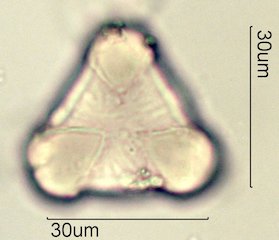 Washington State Honey Pollen