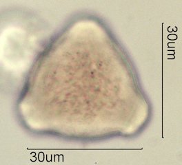 Washington State Honey Pollen