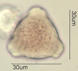Washington State Honey Pollen