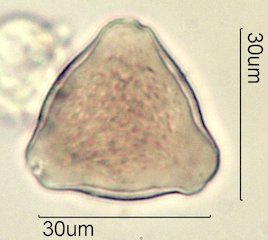 Washington State Honey Pollen