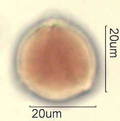 Washington State Honey Pollen