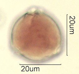 Washington State Honey Pollen