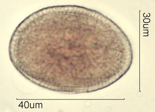 Washington State Honey Pollen