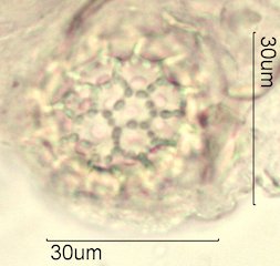 Washington State Honey Pollen