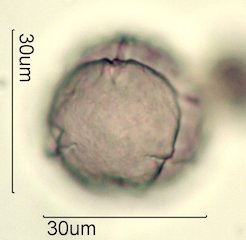Blueberry Pollen from Honey