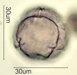 Blueberry Pollen from Honey