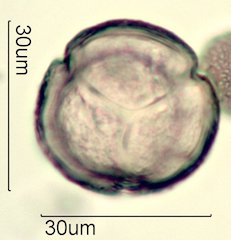 Blueberry Pollen from Honey