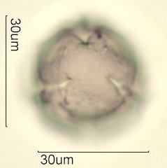 Blueberry Pollen from Honey