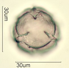 Blueberry Pollen from Honey