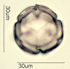 Blueberry Pollen from Honey