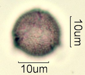 Washington State Honey Pollen