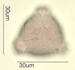 Washington State Honey Pollen
