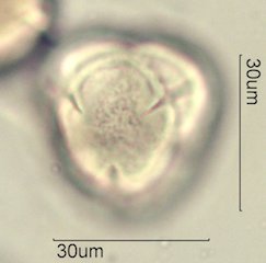 Blueberry Pollen from Honey