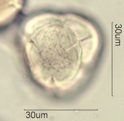Blueberry Pollen from Honey