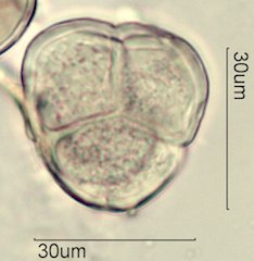 Blueberry Pollen from Honey