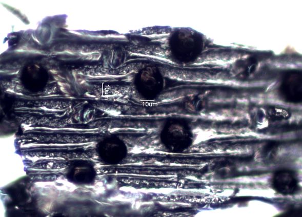 Charred Bluegrass Wheatgrass