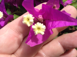 Bouganvillea