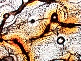 Dinosaur Bone