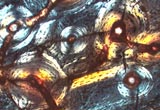 Dinosaur Bone