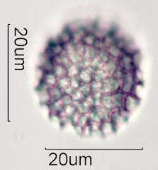 Bouganvillea Pollen