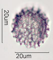 Bouganvillea Pollen