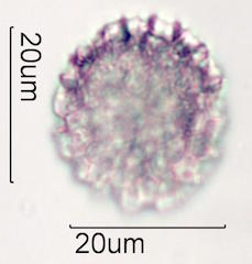 Bouganvillea Pollen
