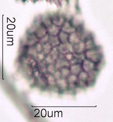 Bouganvillea Pollen