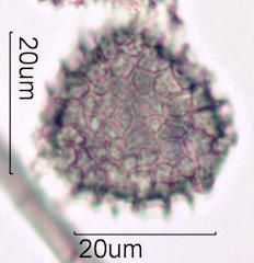 Bouganvillea Pollen