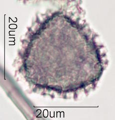 Bouganvillea Pollen