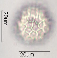 Bouganvillea Pollen
